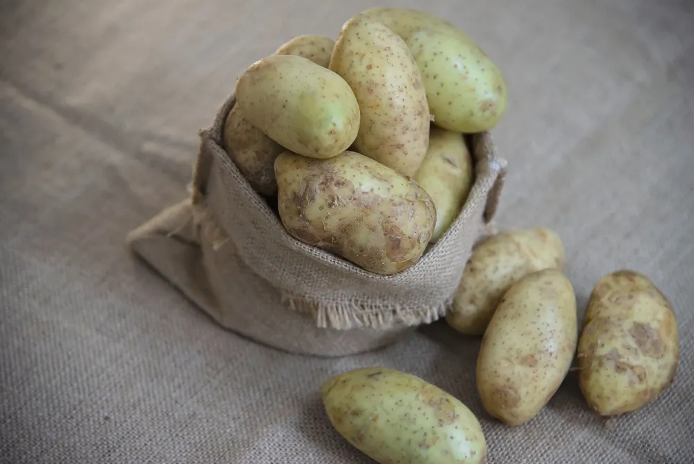Patates Neden Yeşil Giyinir?